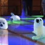 clubbing seals