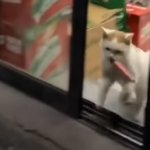Shop-Lift Feline