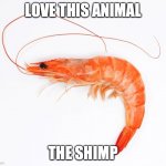 shimp :) | LOVE THIS ANIMAL; THE SHIMP | image tagged in shimp | made w/ Imgflip meme maker