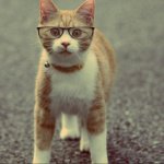 Cat with Glasses Meme Generator - Imgflip