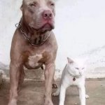 dog & cat meme