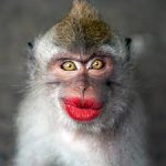 puckered monkey