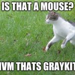 Warrior cat meme | IS THAT A MOUSE? NVM THATS GRAYKIT. | image tagged in warrior cat meme | made w/ Imgflip meme maker