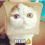 this cat has bad genes, for obvious reasons. ? | bread 👍 | image tagged in breadcat,why are you reading this,seriously,cant you see hes inbread,leave him alone,put the phone down and do something else | made w/ Imgflip meme maker