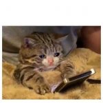 crying cat phone meme