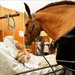 Horse in a hospital