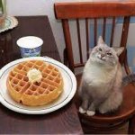 cat with waffles template