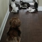 Dog and Cats