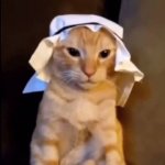 habibi cat Meme Generator - Imgflip