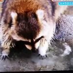 raccoon cleaning cotton candy GIF Template