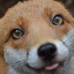 fox