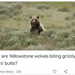 Yahoo News: Why are Yellowstone wolves biting grizzly bears' but