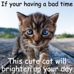 Cat! | If your having a bad time; This cute cat will brighten up your day | image tagged in cute cat | made w/ Imgflip meme maker