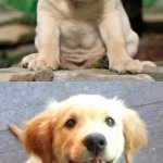 Sad vs. Happy | WHEN I KNOW 
I'VE LET HER DOWN; WHEN SHE CALLS 
ME HER GOOD BOY | image tagged in sad puppy happy puppy | made w/ Imgflip meme maker