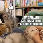 True 100 | ME; MY SMALLER SIBLING GETTING ALL THE ATTENTION | image tagged in sad cat looking at happy cat | made w/ Imgflip meme maker