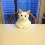 Cat At Table Listening