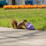 squirrel snack