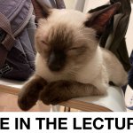 Me in the lecture meme
