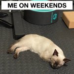 me on weekends | image tagged in me on weekends,cats | made w/ Imgflip meme maker