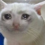 NIBBI CRYING CAT meme