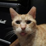 PETEY THE CAT