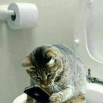 Cat phone toilet