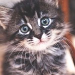No title | STOP SCROLLING HOOMAN; HERE'S A KITTY TO MAKE YOUR DAY | image tagged in a cute kitten | made w/ Imgflip meme maker