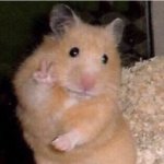 Hamster