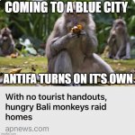 Not My Monkeys | COMING TO A BLUE CITY; ANTIFA TURNS ON IT'S OWN | image tagged in not my circus | made w/ Imgflip meme maker