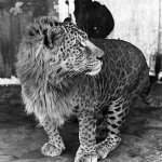 Leopon