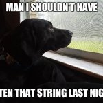 Melancholy Dog | MAN I SHOULDN'T HAVE; EATEN THAT STRING LAST NIGHT | image tagged in dog,animal,funny memes,funny | made w/ Imgflip meme maker