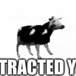 R U Distracted? | DISTRACTED YET? | image tagged in gifs,dancing polish cow | made w/ Imgflip video-to-gif maker