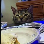 Can I Haz Burrito