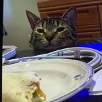 Can I Haz Burrito