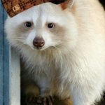 White Trash Panda with hat