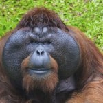 Orangutan