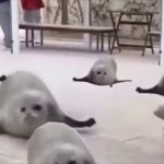 Bouncing seals