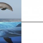 Dude dolphin