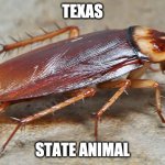 texas state animal | TEXAS; STATE ANIMAL | image tagged in texas state animal,cockroach,eww,gross,disgusting,omfg | made w/ Imgflip meme maker