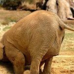 Elephant with head in the sand. GOP policy about everything.