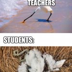 I hate HW | HOMEWORK; TEACHERS; STUDENTS: | image tagged in bird die of temptation,memes | made w/ Imgflip meme maker