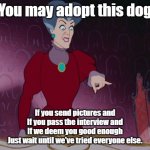 No Dog for you | You may adopt this dog; If you send pictures and
If you pass the interview and
If we deem you good enough
Just wait until we've tried everyone else. | image tagged in evil stepmother | made w/ Imgflip meme maker