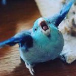 Blue angry parrot template