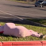 Pink Horse Pig Walmart People