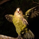 Opinionated Kakapo