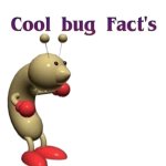 Cool Bug Fact's template