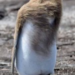 Wimdy Penguin