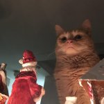 Cat pathetic looking at Christmas decorations