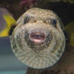 CutePufferfish