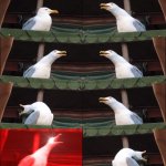 Two Seagulls template